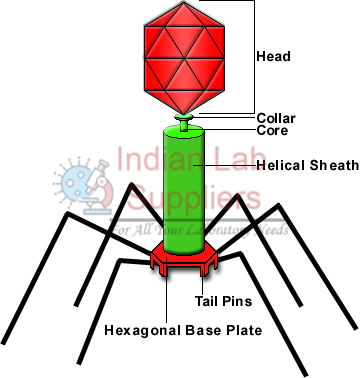 Bacteriophage Model Chart